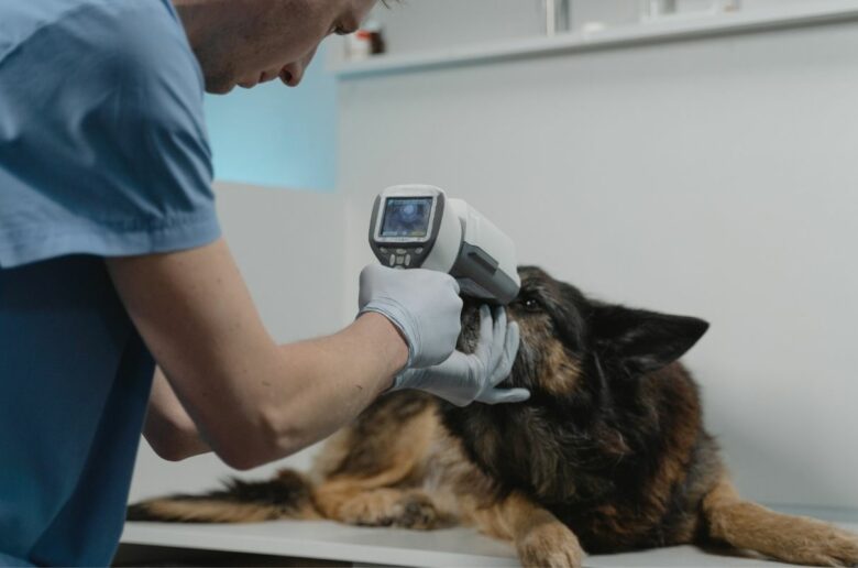 Hundekrankheiten: Tierarzt untersucht einen Hund