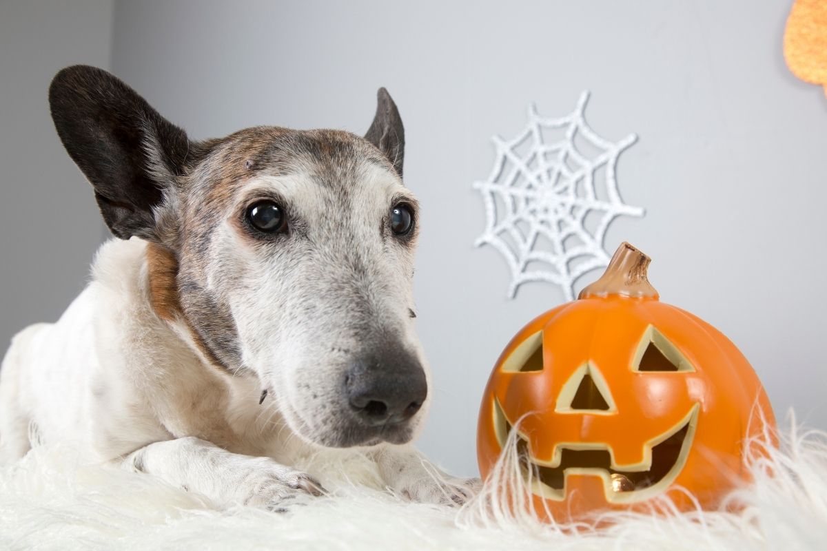 Halloween Hunde Kekse