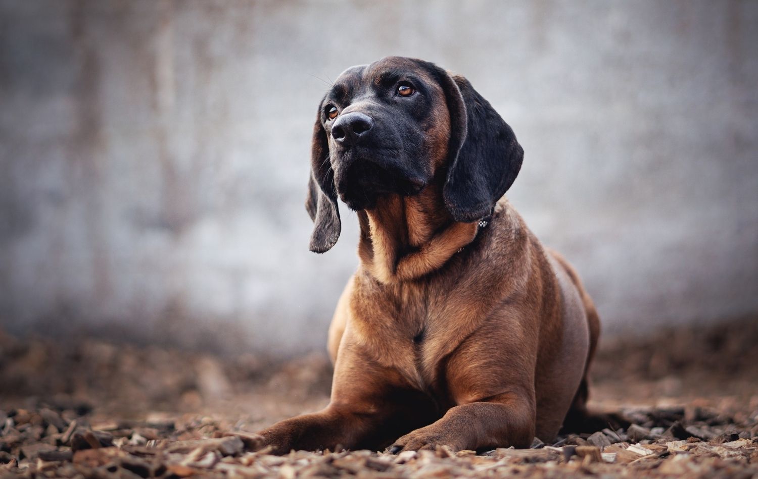 Hannoverscher Schweißhund im Liegen