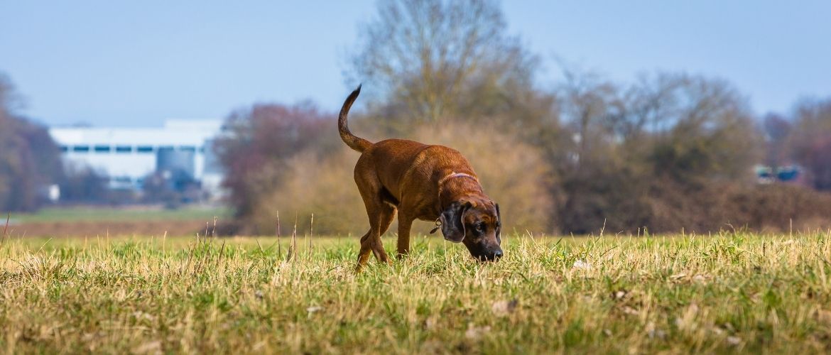 Hannoverscher Schweißhund im Rassenportrait | edogs Magazin