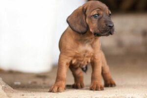 Hannoverscher Schweißhund Welpe