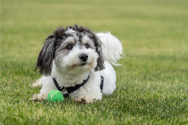 Havaneser: Weiß-schwarzer Hund liegt mit einem grünen Ball vor sich auf einer Wiese.