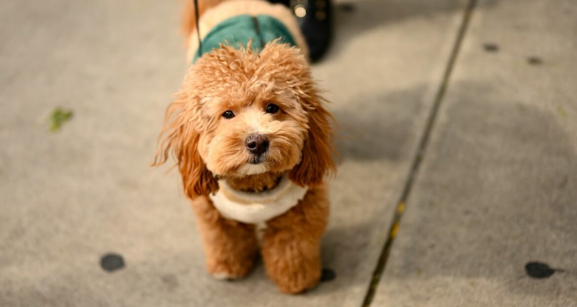 Havapoo Steckbrief, Charakter, Wesen und Haltung