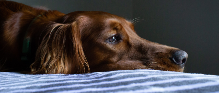 Coronavirus bei Hunden – Das sollten Hundebesitzer wissen