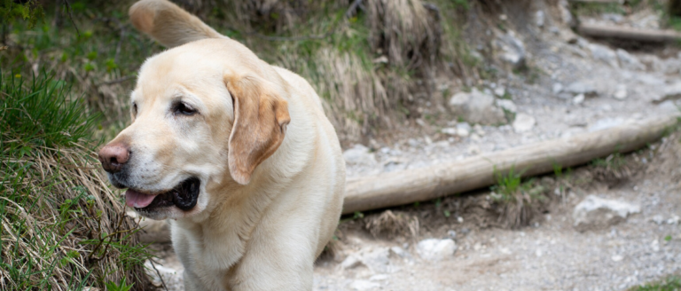 Hüftgelenksdysplasie bei Hunden – Alle Infos im Überblick