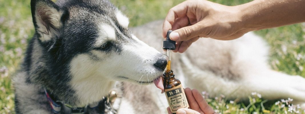 Öle für Hunde: Ein Überblick | edogs Magazin
