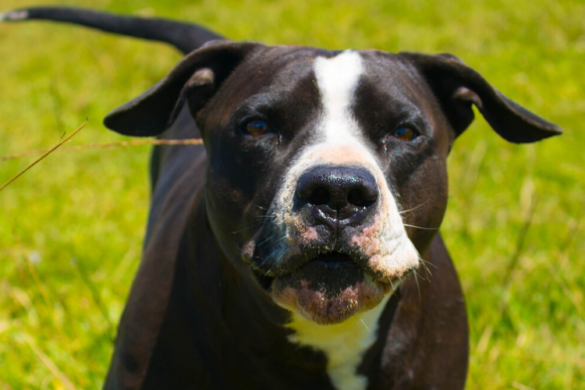 Große Hunderassen: Große Hunde von A bis Z - edogs.de