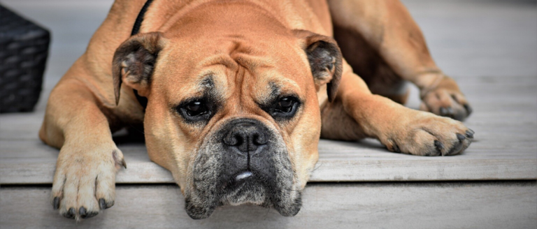 Wesenstest beim Hund – Kosten, Ablauf & Vorbereitung