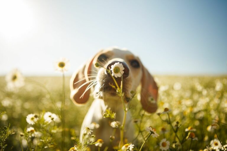 Heilkräuter für den Hund – Fit in den Frühling starten