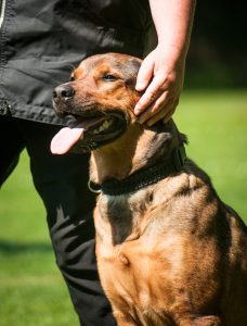 Herrchen streichelt seinen Hund