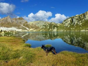 Mit dem Hund auf Reisen