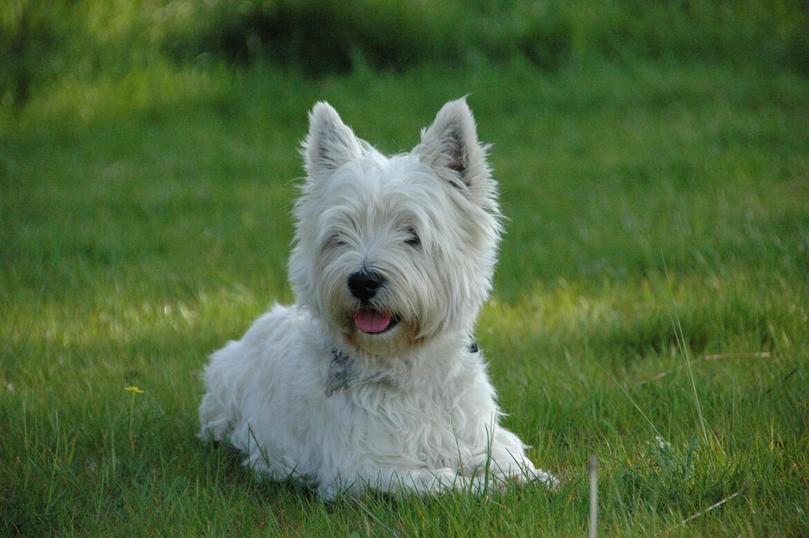 West Highland White Terrier - Steckbrief, Charakter, Wesen und Haltung