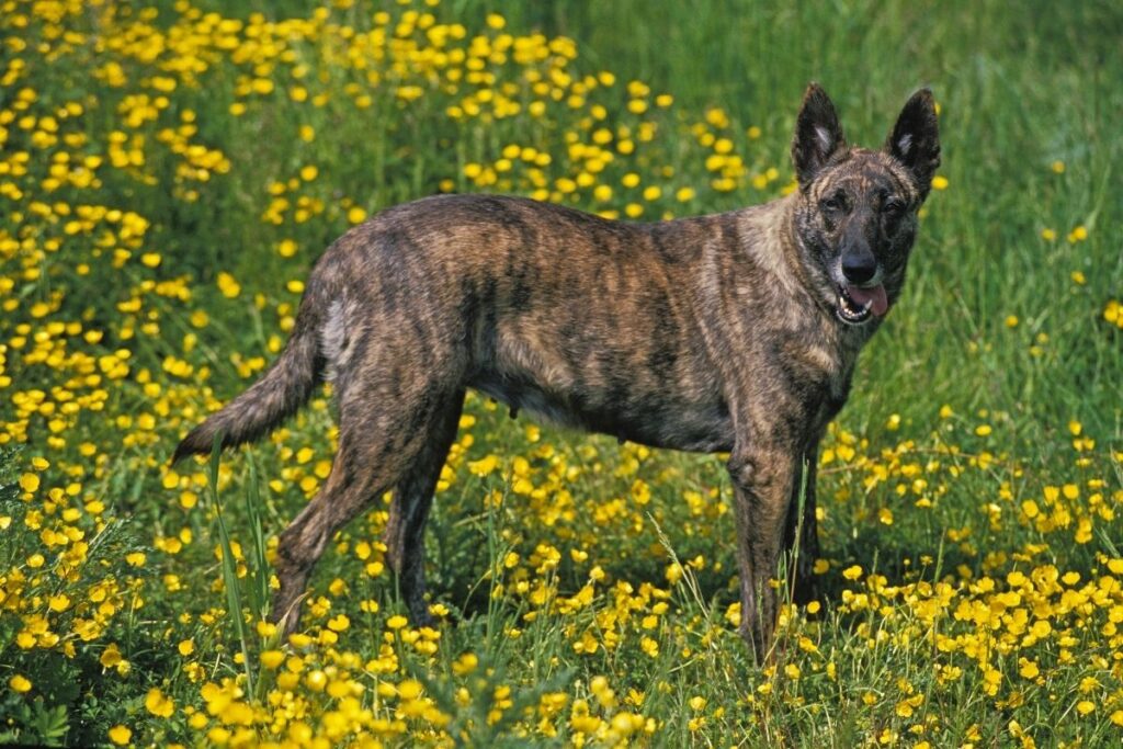 Holländische Hunderassen: Holländischer Schäferhund