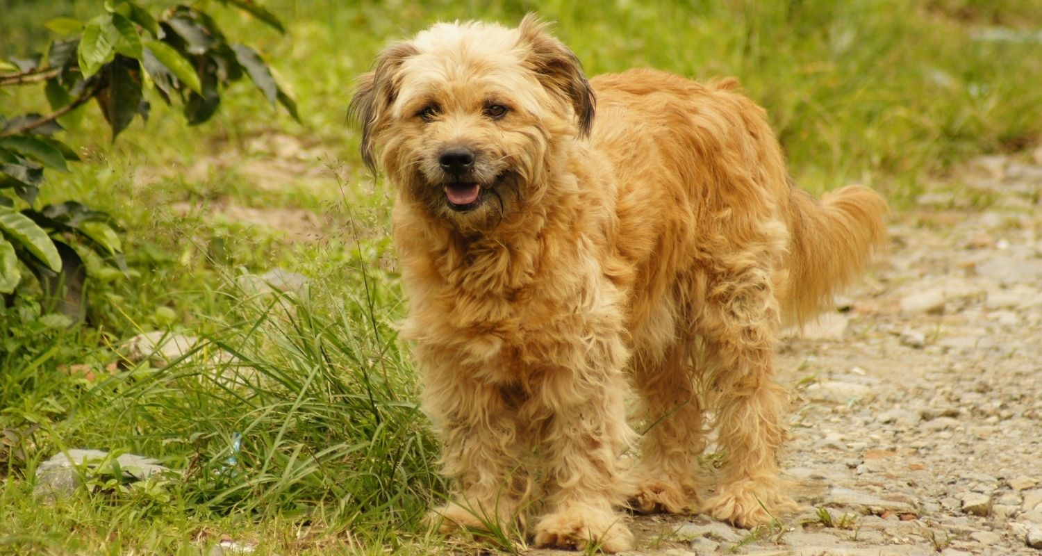 The Hollandse Smoushond: A Unique and Loyal Companion 5 Hollandse Smoushond Dog Size