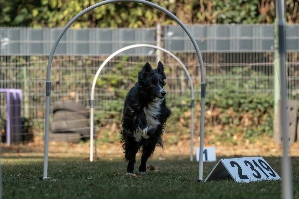 Hoopers Agility: Hund im Durchlauf