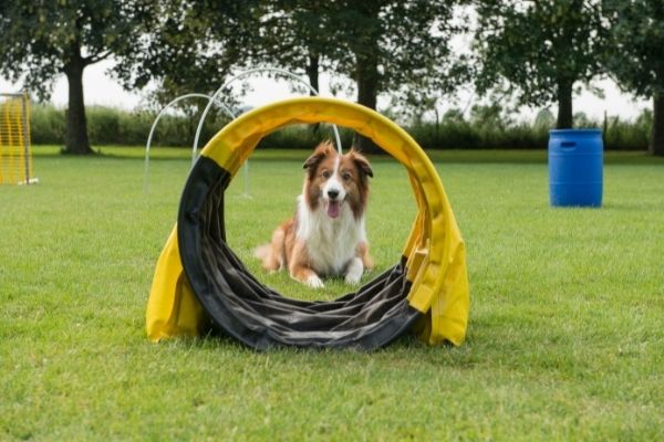 Hoopers Agility: Hund vor Tunnel