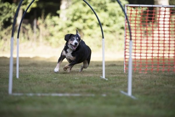 Hoopers Agility im Freien