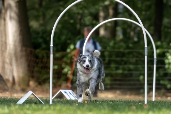 Hoopers Agility Parcours