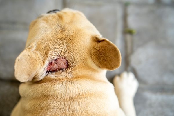 Hotspot beim Hund am Nacken