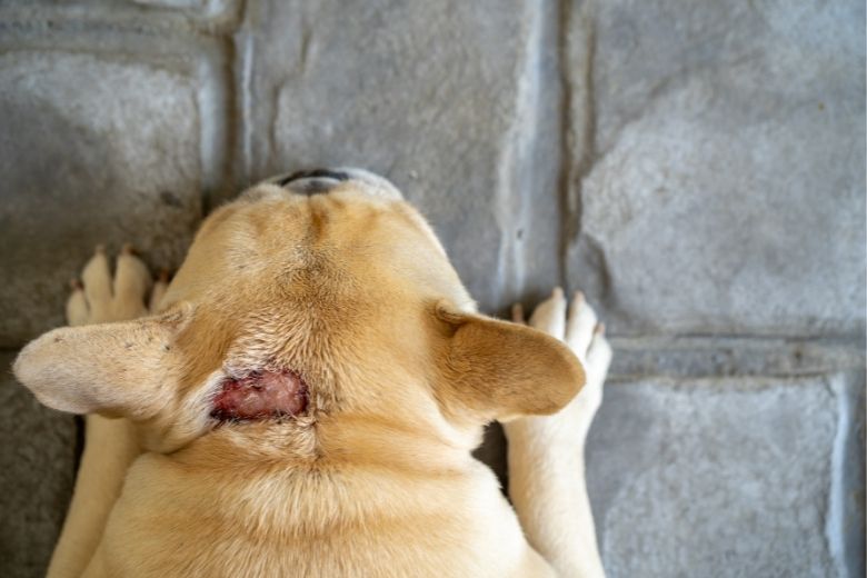 Lipom beim Hund Ursachen & Behandlung edogs Magazin