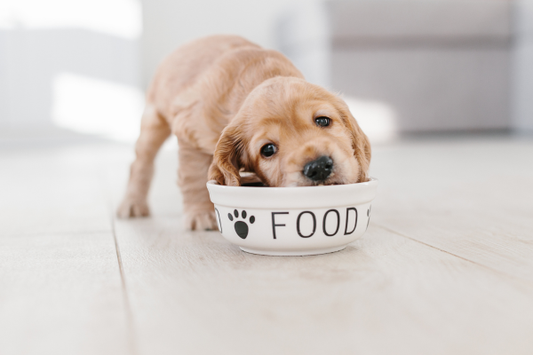Hundefutter: Das richtige Welpenfutter