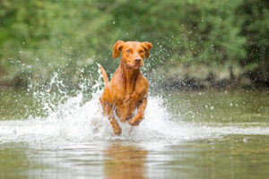 Hund Actionfoto