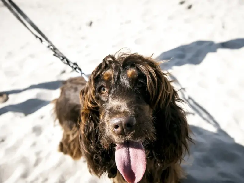 Hund am Strand blickt in die Kamera