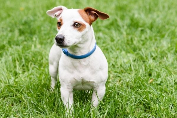 Hund mit Anti-Bell-Halsband