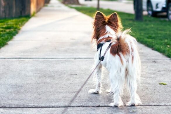 Hund steht auf einem Gehweg und schaut nach vorne