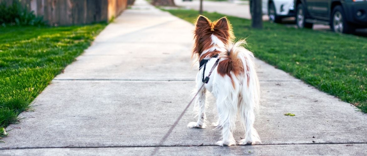 Hund steht auf einem Gehweg und schaut nach vorne