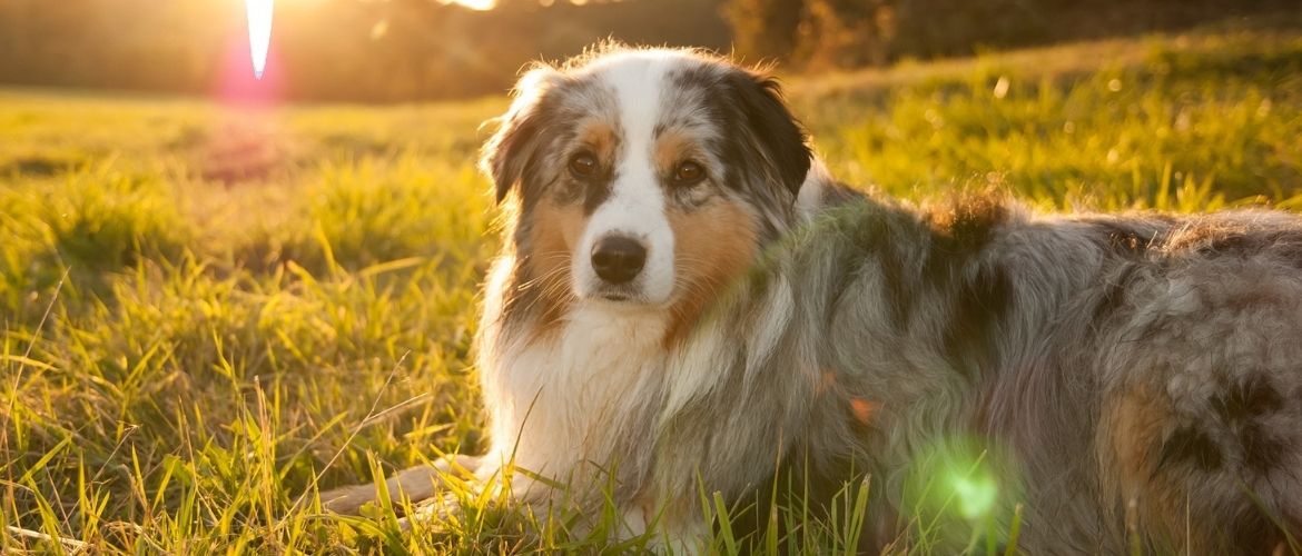 Hund liegt auf einer Wiese beim Sonnenuntergang