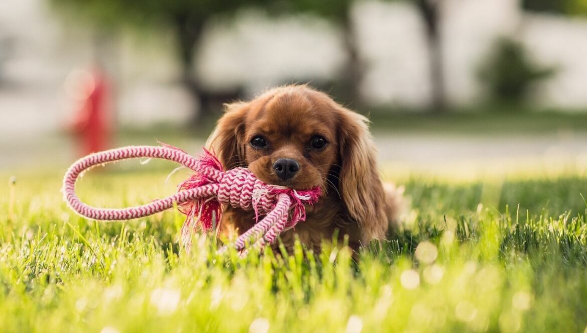 Hund Aus beibringen: Welpe knabbert an einem Strick