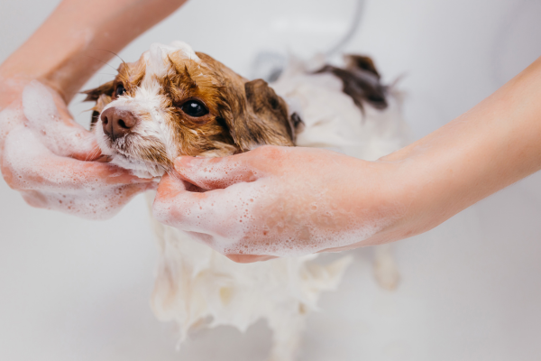 Hund baden