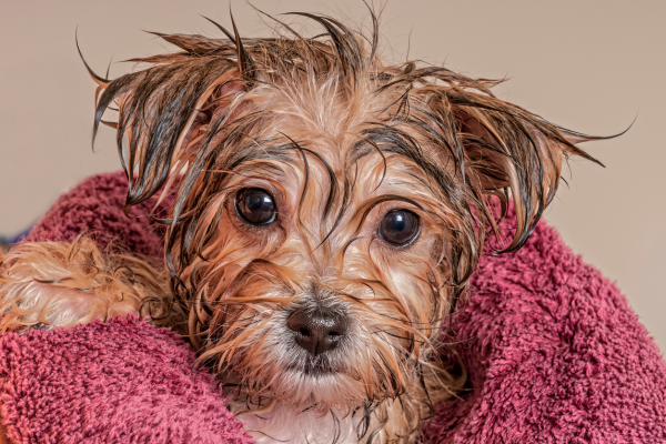 hund baden