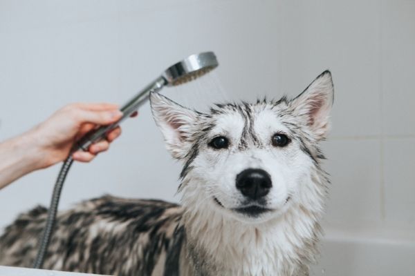 Hund baden: Hund in Badewanne