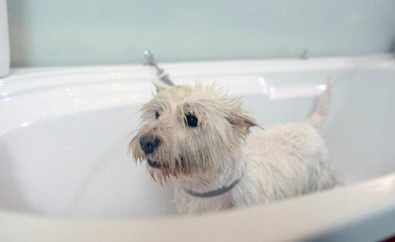 Hunde baden – Mit diesen Tipps wäschst Du Deinen Hund richtig