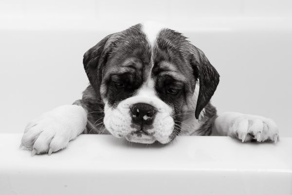 Hund baden: Welpe in Badewanne