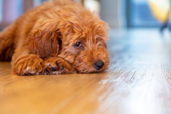 Depressiver Hund liegt auf dem Boden