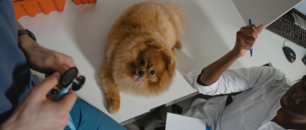 Hund bei einem Tierarzt