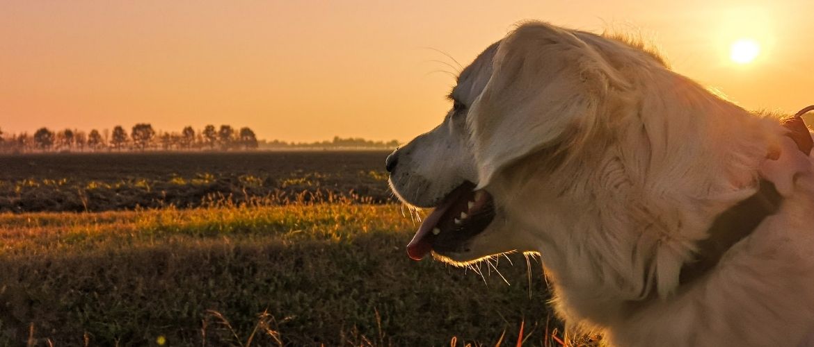 Golden Retriever bei Sonnenuntergang vor einem Feld