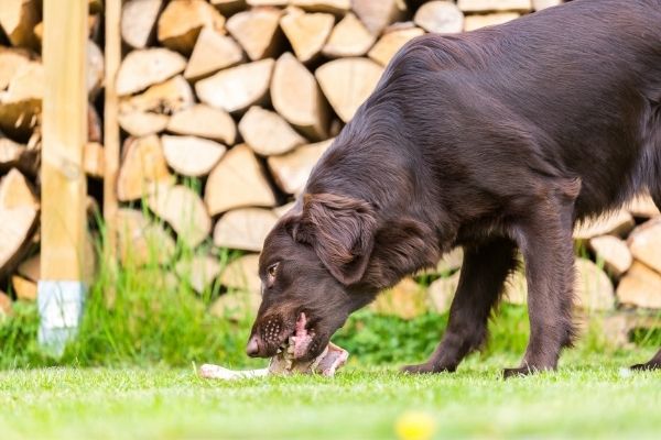 Hund beißt an Knochen