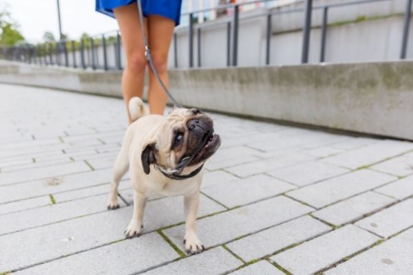 Hund beisst in Leine auf Pflaster