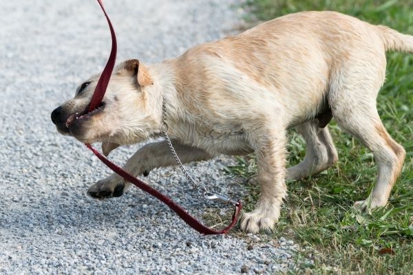 Hund beisst in Leine: Welpe beim Spaziergang