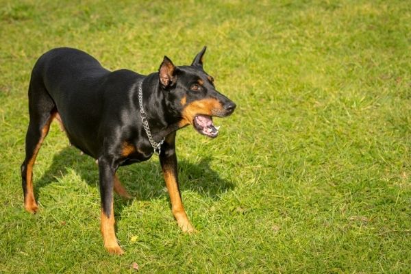 Hund bellt andere Hunde an: Was tun?