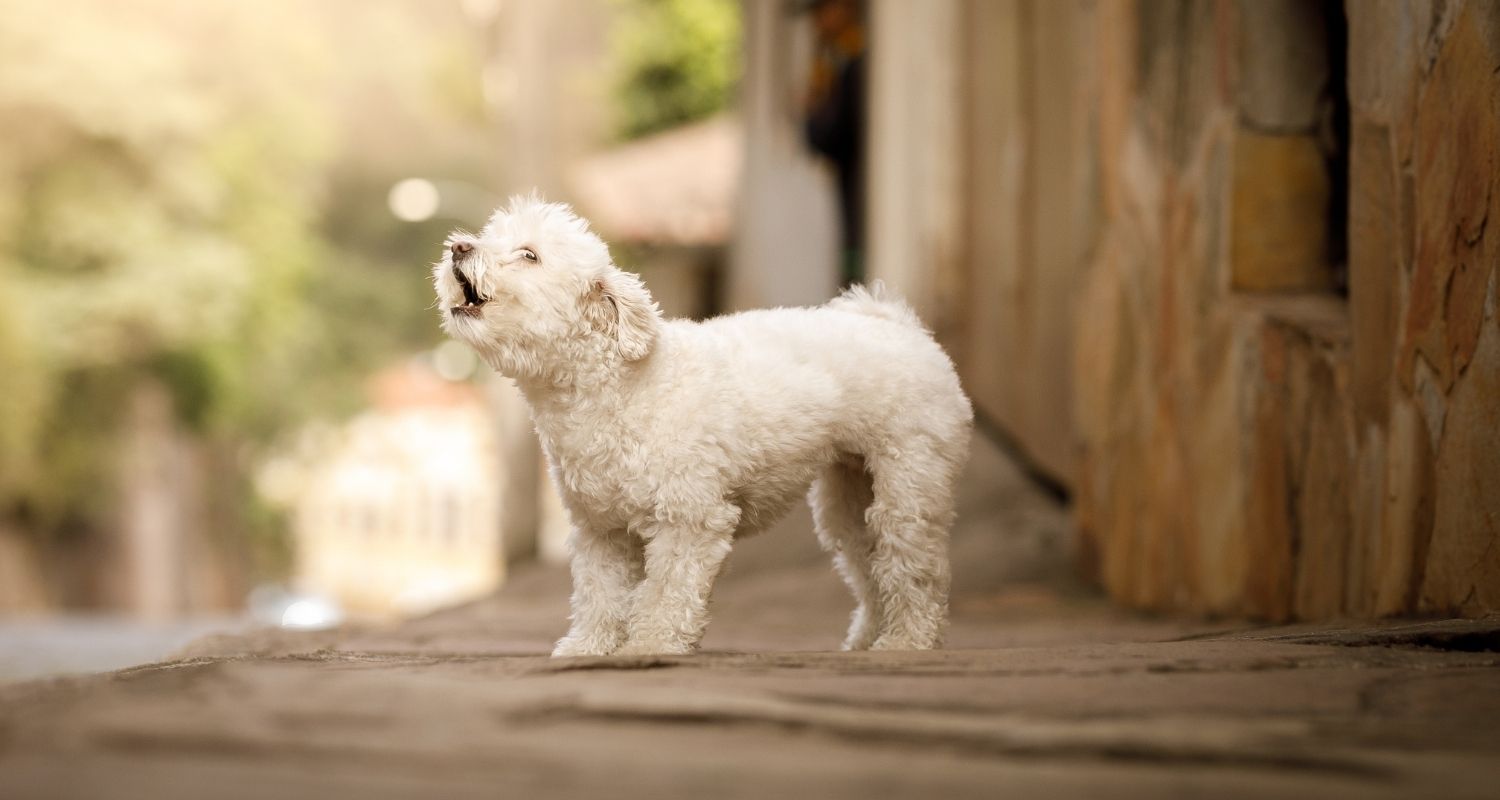 Hund bellt andere Hunde an edogs Magazin