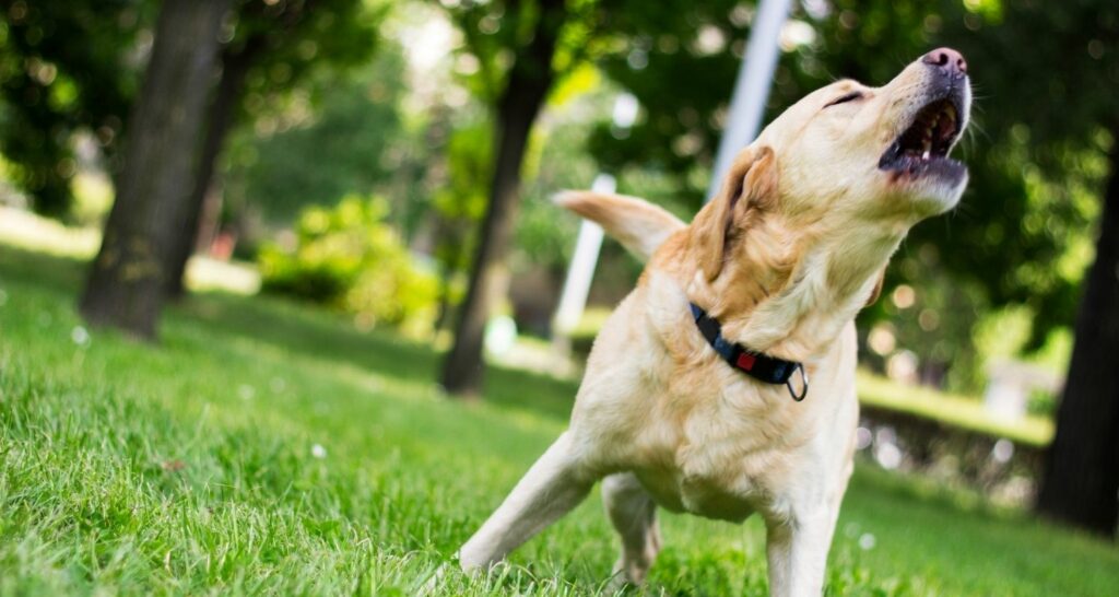 Hund bellt andere Hunde an edogs Magazin