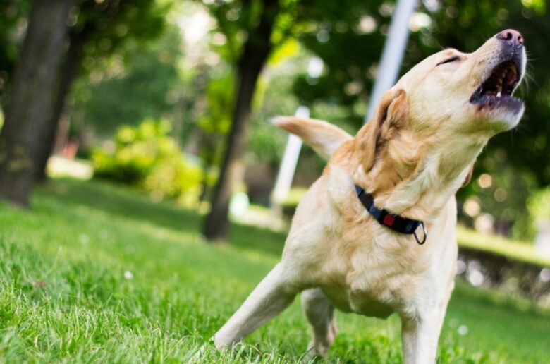 Hund bellt ständig