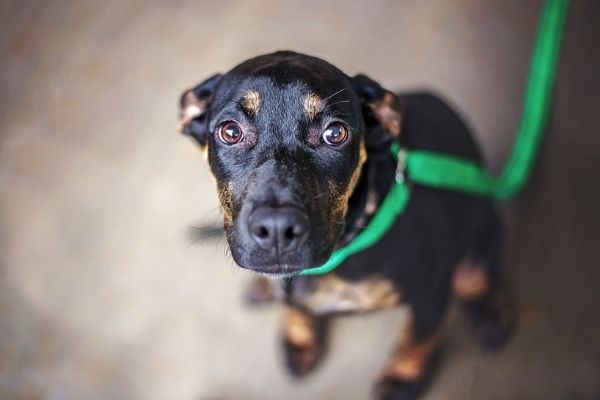 Hund Beruhigungsmittel: Vierbeiner schaut verängstigt nach oben