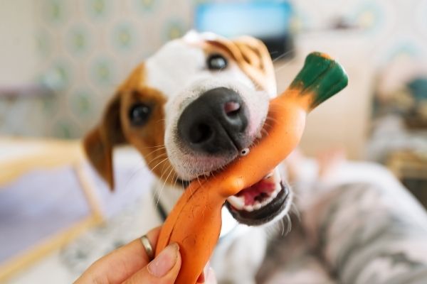 Hund Zuhause beschäftigen