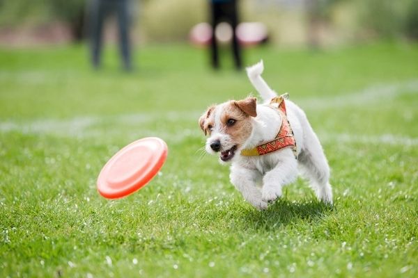 Hund beschäftigen Outdoor: Hund läuft Frisbee hinterher